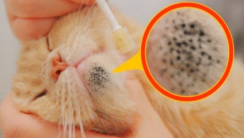 Frau entdeckt seltsame Flecken auf ihrer Katze – Rettung in letzter Minute