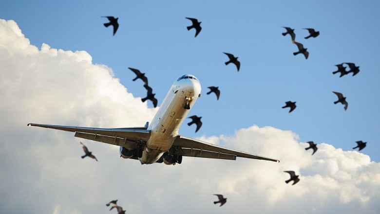 Breaking News: Illegales Vogelschmuggel im Flugzeug entdeckt - Der unglaubliche Fall des verdächtigen Passagiers!