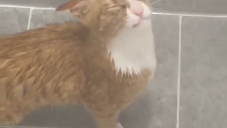 Badezeit mit Flauschigkeit: Wenn eine Katze das Wasserabenteuer wagt!