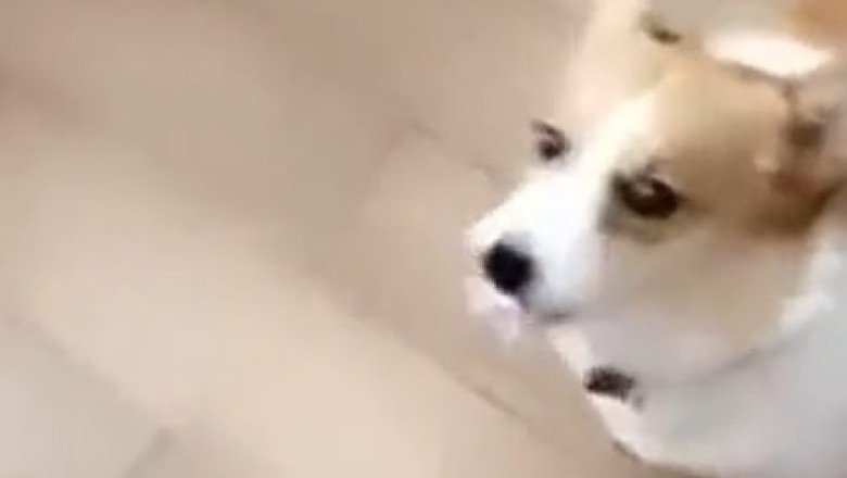 Beste Freunde für immer: Das unschlagbare Duo - Ein Kind und sein Hund!