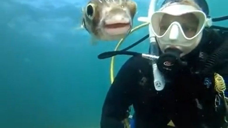 Die unglaubliche Begegnung: Wenn ein Fisch auf einen Taucher trifft!