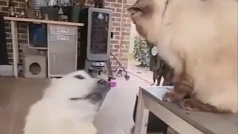 Die verrückte Unterhaltung zwischen Katze und Hund: Wenn sich tierische Freunde auf eine Plauderei einlassen!
