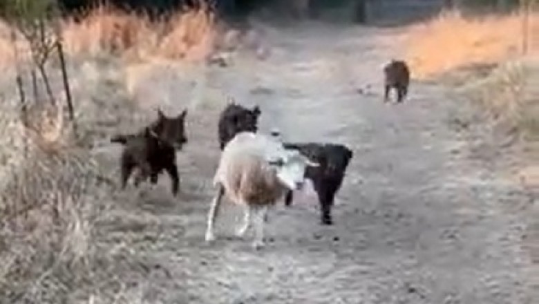 Lachflash garantiert: Rennender Hund verwechselt Schafe mit Laufbahn!