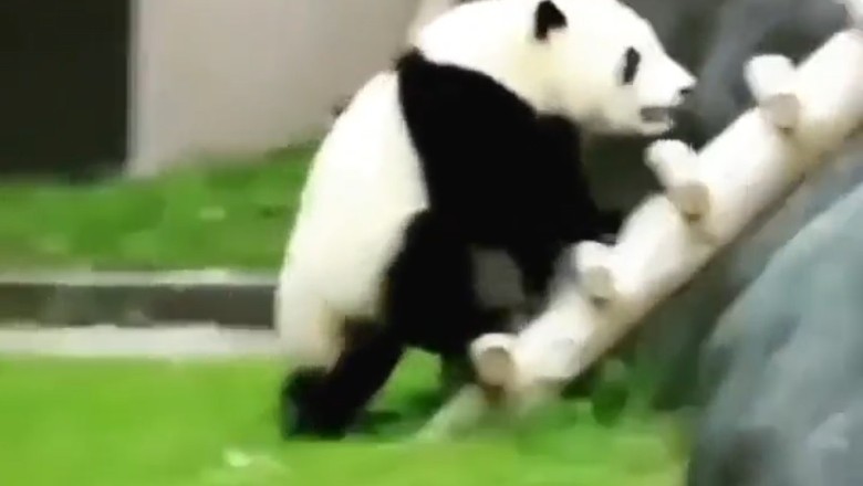 Panda-Alarm! Ein talentierter Kletterkünstler erklimmt neue Höhen!